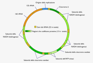 Mitochondrial Dna It - Dna Mitocondriale Umano Geni #306626