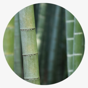 Bg Circles@2x Bamboo - Bamboo In Virginia #307237