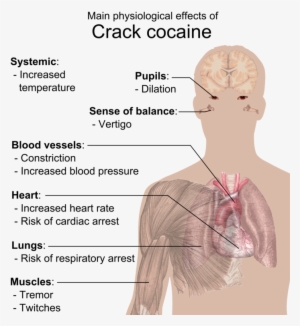 Physiological Effects Of Crack Cocaine - Effects Of Crack Cocaine #308251