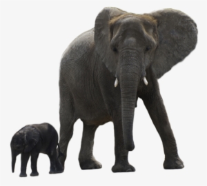 Download - Elephant Transparent #308412