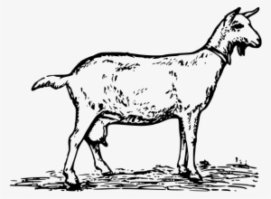 Goat 1 Clipart Png #308434 Goat 1 Clipart Png #308434