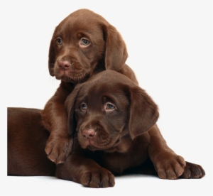 Image Royalty Free Library Annapolis Md Veterinarians - Scottish Fold And Dog #308581