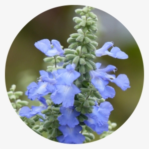 Monkshood Drawing Blue Png Black And White Stock - Azure Blue Sage #308799