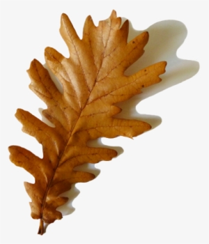 Fall Clipart Transparent Background - Brown Leaf With Transparent Background #308854