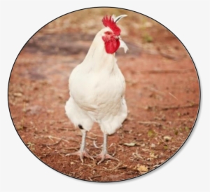 As Of July 1, 2018, The Total Chicken Inventory Was - Chicken #309177