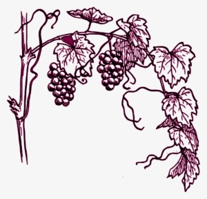 Small - Grape Vine Leaves Drawing #309432