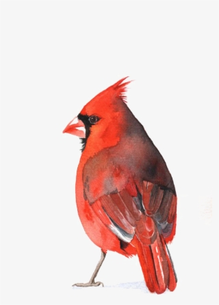 Cardinal Bird Png - Watercolour Cardinal #309691