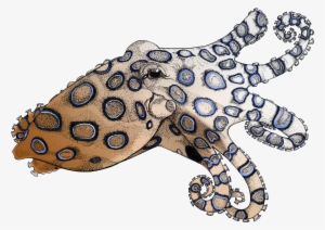 Black And White Stock Blue Ringed Octopus - Blue Ringed Octopus Illustration #309853