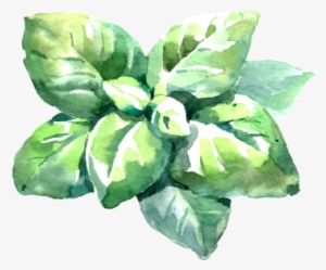 Basil - Basil Leaf Watercolor #309915