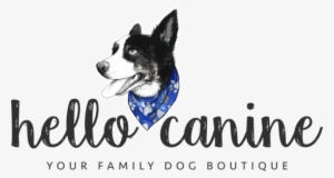 Border Collie #309979