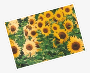 Sunflower Sparkle Inspiration - Sunflower #3000492