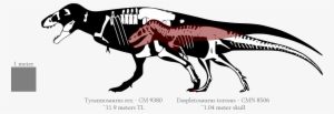 Tyrannosaurus Rex Clipart Tyrannus - Albertosaurus Vs T Rex Size #3000747