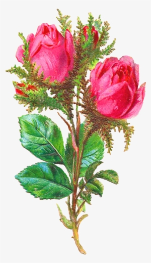 Pink Rose Image #3001664