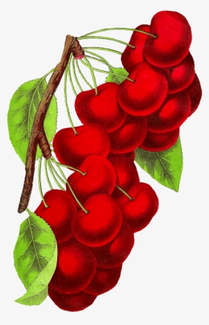 Vintage Cherry Clipart Download - Illustration #3003277