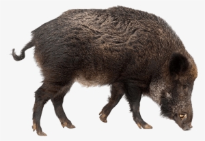 Free Png Boar Png Images Transparent - Boar Png #3003316