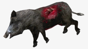 Dead Wild Boar #3003378
