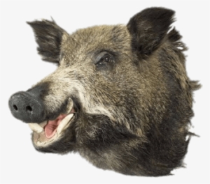 Boar Head - Mars & More Trophäe Wildschwein #3003411