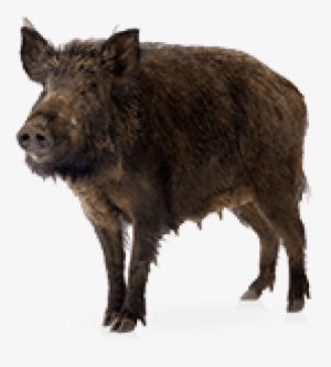 Free Png Boar Png Images Transparent - Wild Boar #3003463