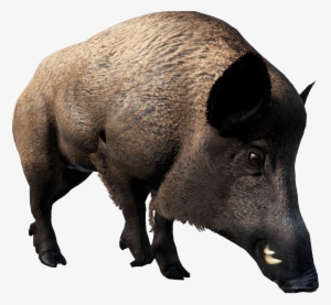Wild Boar #3003468