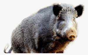 Free Png Boar Png Images Transparent - Wild Boar #3003702