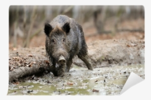 Wild Boar #3004441