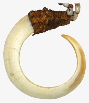 Papua New Guinea, Bena-bena Tribe, Boar Tusk On A String - Traditional Money In Papua New Guinea #3004529