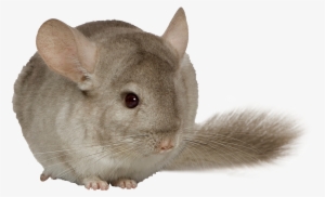 Chinchilla - Chinchilla Deli Nature 5 Star Menu - Chinchillas #3005587