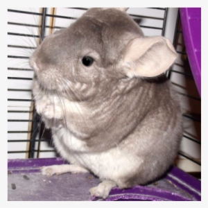 The Grumpy Chinchilla - Sky #3005619