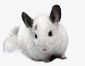 Chinchillas - - Белая Шиншилла Пнг #3005710