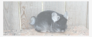 Picture - Chinchilla #3005746