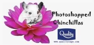 Photoshopped Images Can Be Hilarious, Beautiful, Or - Philosophy Of Humour By Paul Mcdonald #3005931