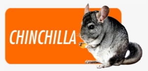 The Chinchilla Is Native To The Mountains Of South #3006067