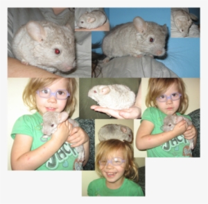 Picture - Rat #3006070