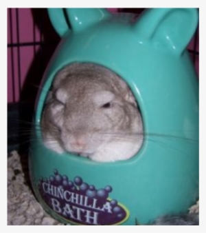 Don't Get Me Wet - Chinchilla Bad #3006209