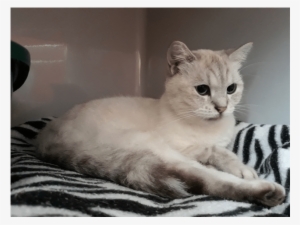 Photo Of Angel - Squitten #3006215