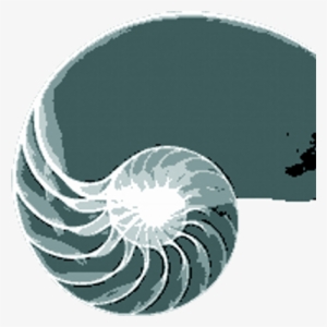 Golden Spiral - Sequencia De Fibonacci #3008095