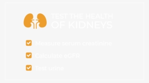 Test The Health Of Kidneys, Shows Check Mark Next To - Kidney #3008769