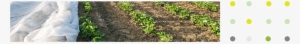 Covering Rows Of Young Plants With Non Woven Fabrics - Field #3009846
