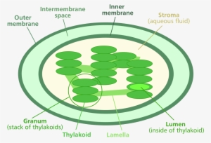 File - Chloroplast Diagram - Svg - Thylakoid Space And Stroma #3010633