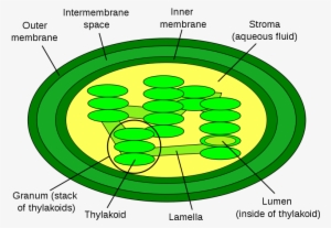 File - Chloroplast Diagram - Svg - Pub Dom - 5 Structures Of Chloroplast #3010658