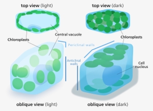 Open - Chlorophyll In Cyanobacteria Location #3010752
