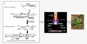 Figure 2 Chloroplast Stls2 - Chloroplast #3010799