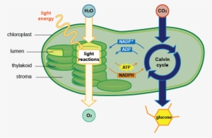 Photosynthesis & Respiration - Photosynthesis Reactions In The Chloroplast #3010804