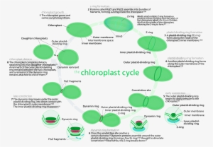 Open - Chloroplast #3010839