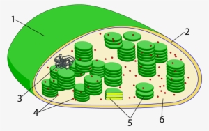 Pay Us Already - Chloroplast Diagram Unlabeled #3010863