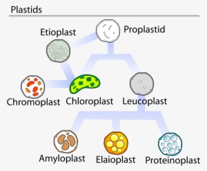 Types Of Plastids #3010883
