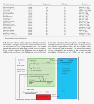 Chloroplast Genome Sizes And Number Of Genes From Various - Genome #3010888