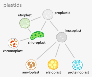 Image/visual - Chloroplast - Chloroplast Meaning In Urdu #3010920