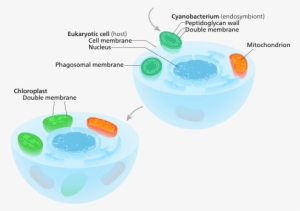 Primary Endosymbiosis - Endosymbiosis Chloroplast #3010940