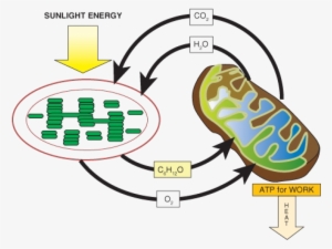 Diagram Representing The Relationship Between Photosynthesis #3010956